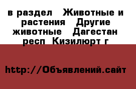  в раздел : Животные и растения » Другие животные . Дагестан респ.,Кизилюрт г.